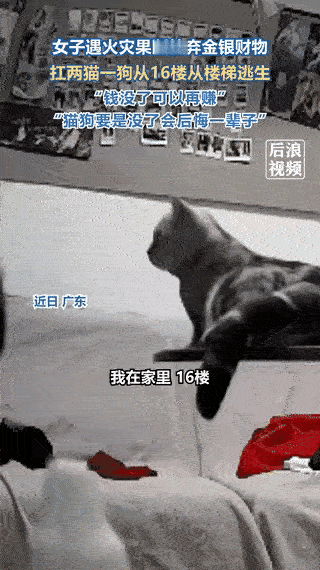 你信不信
在有的铲屎官眼里
猫狗是心肝宝贝
财富不过是脚下的粪土
 
广东一居民