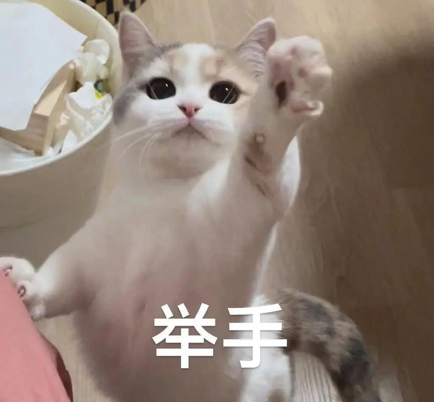 完全小猫✋🏻😽✋🏻 