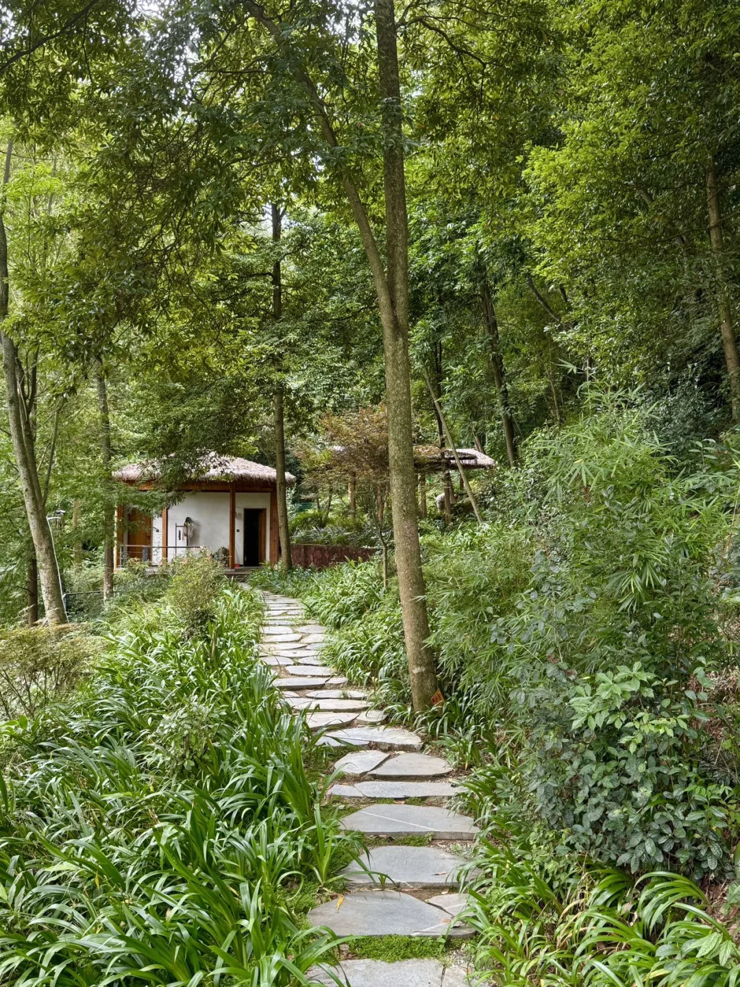 成都周边1小时🌲周末青城后山吸氧！！