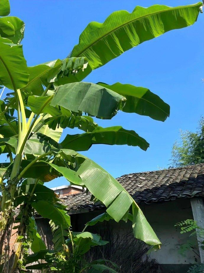 “ 乡村的风景并不惊艳,但足够治愈 ”  