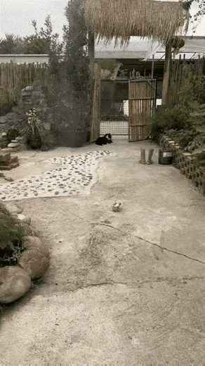 它这花色[泣不成声]起个名叫“无常”不过分吧[泪奔]