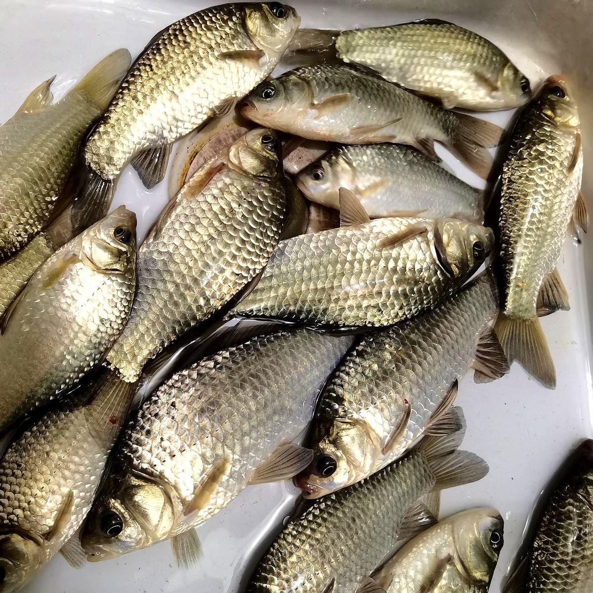 降温天想钓鱼别瞎蒙。有人下午选2米深的背风向阳窝子，双窝轮钓还补点窝，最后钓了十