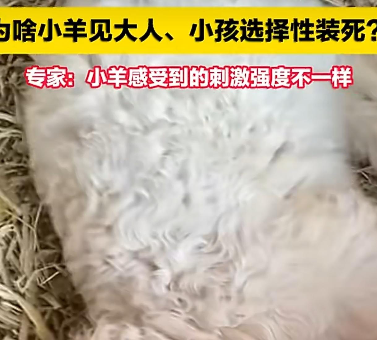 身价暴涨714倍！宁夏小羊靠装死从420元飙到30万 真相太意外
 
最近宁夏一