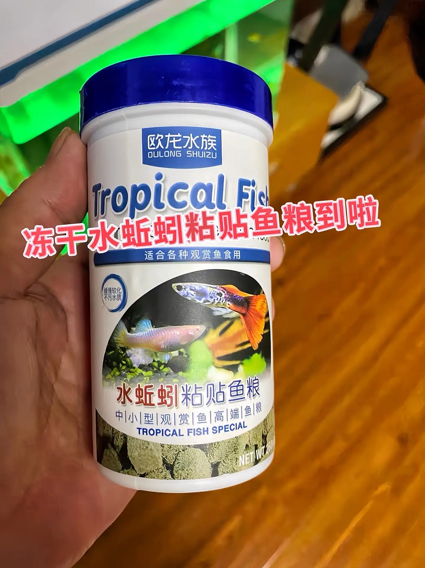 小鱼爱吃红线虫，也叫水蚯蚓，把它贴到鱼缸上，小鱼疯狂进食，营养价值高...