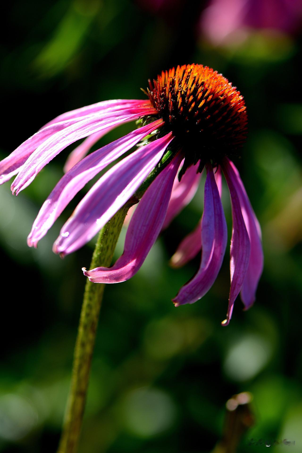 南湖公园四季掠影（四）
秋季景色：