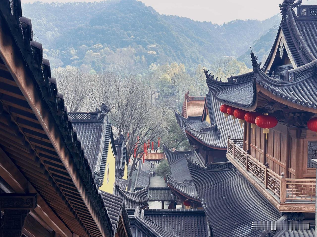 2026年3月，杭州法喜寺的500年古玉兰火了，黄墙黛瓦映衬着满树白花，清润花香