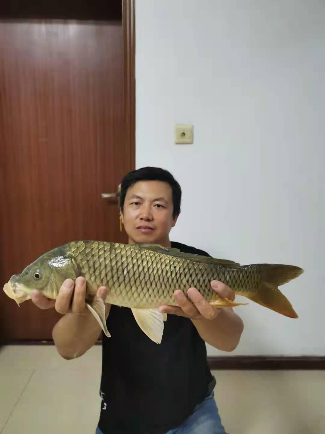 春末夏初如何钓鲤鱼？
鲤鱼喜欢吃什么微型饵料？
钓鲤鱼是白天好还是夜钓好？