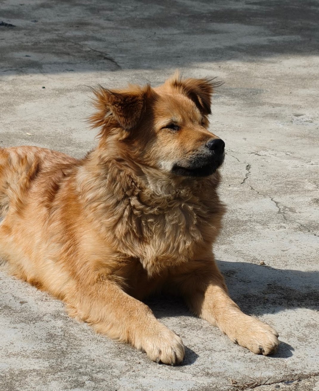 存档我回村的好朋狗每一张都好可爱哦 