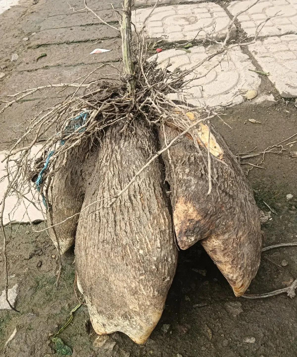 刷到个视频，邻居家墙根爬着一条麻花似的藤，块茎拧成陀螺，疙瘩比荔枝皮还密。
我第