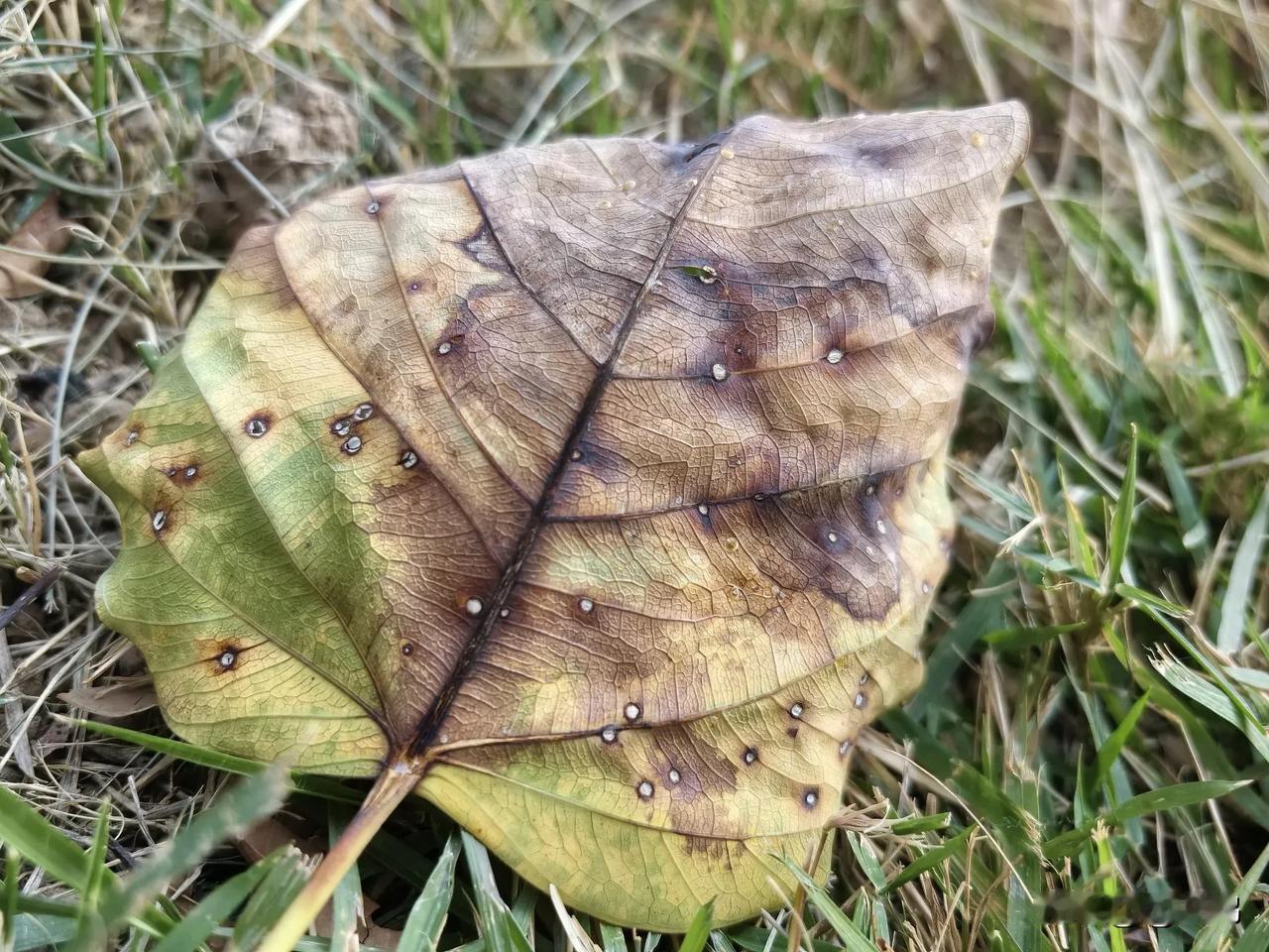 可以分享一张秋景树叶的照片吗枯萎的树叶，都有它独特的形状和颜色。虽然失去了生命，
