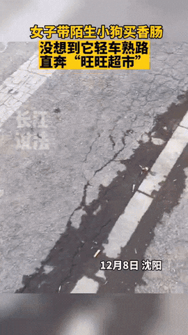 沈阳，一女子带着狗狗去逛超市，这狗狗嘴馋要吃香肠，但是女子对这地方不熟悉，不料狗