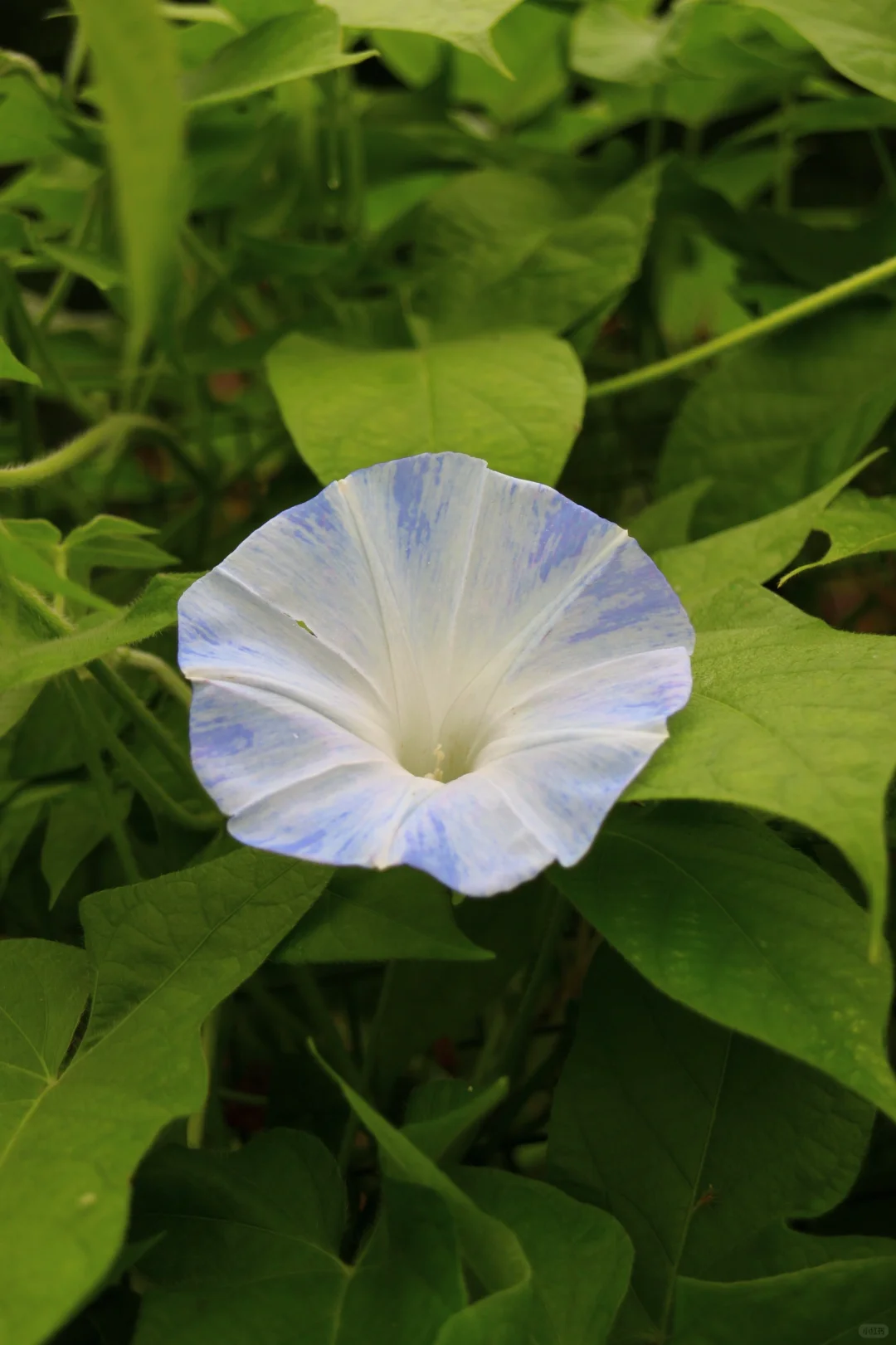 牵牛花