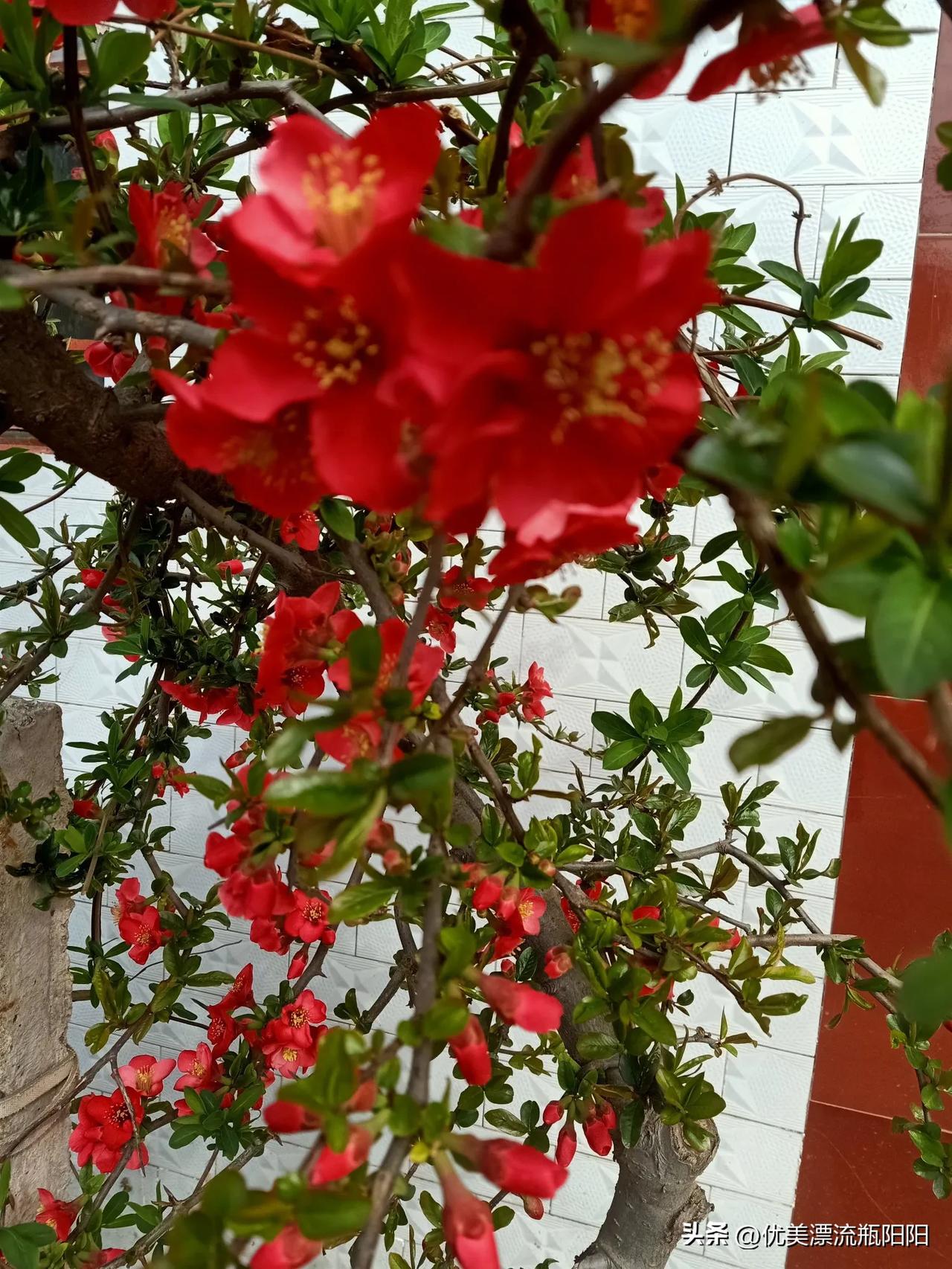 晒图笔记大赛花开富贵，临沂市花海棠欣赏！