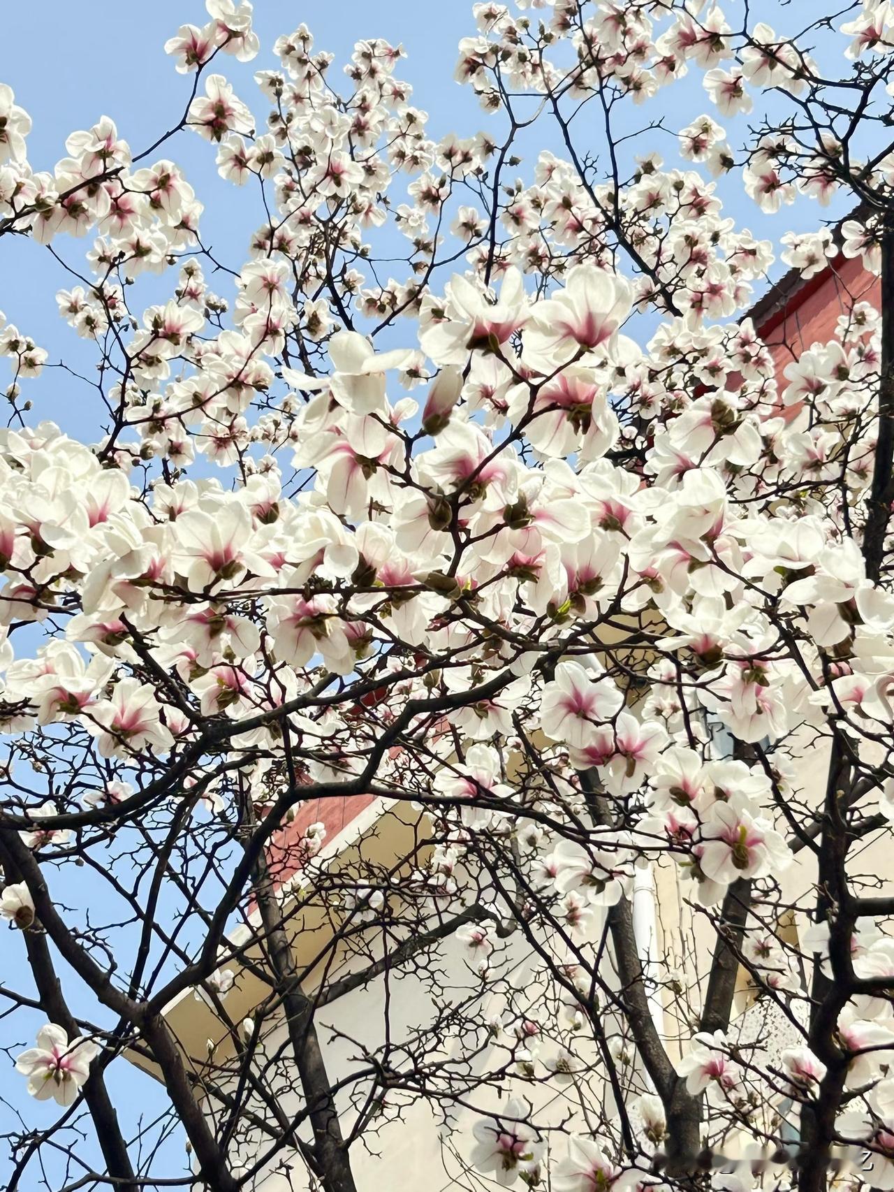 分享一张你相册的拍的花我在路边拍的鲜花，漂亮吗？就在不觉间，花儿已绽放，上周还是