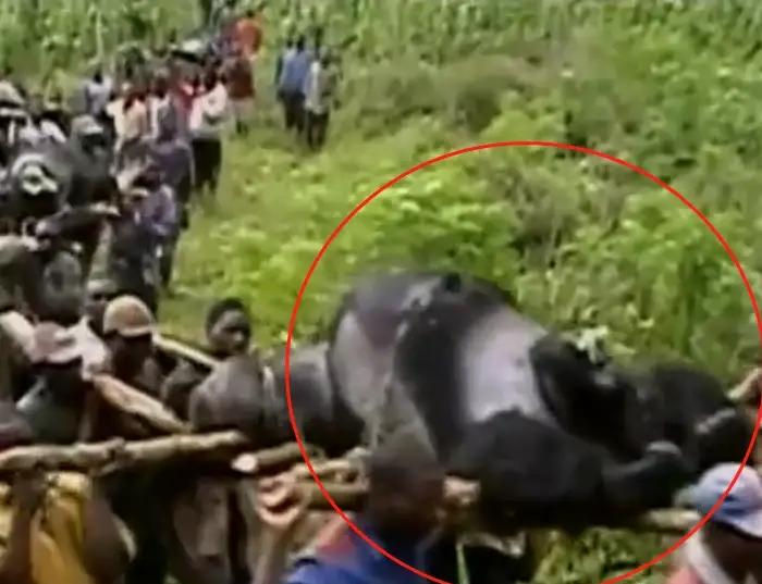 1996年，非洲加彭的一个偏远村庄里，村民们食用了一只病死大猩猩，不料一个星期后