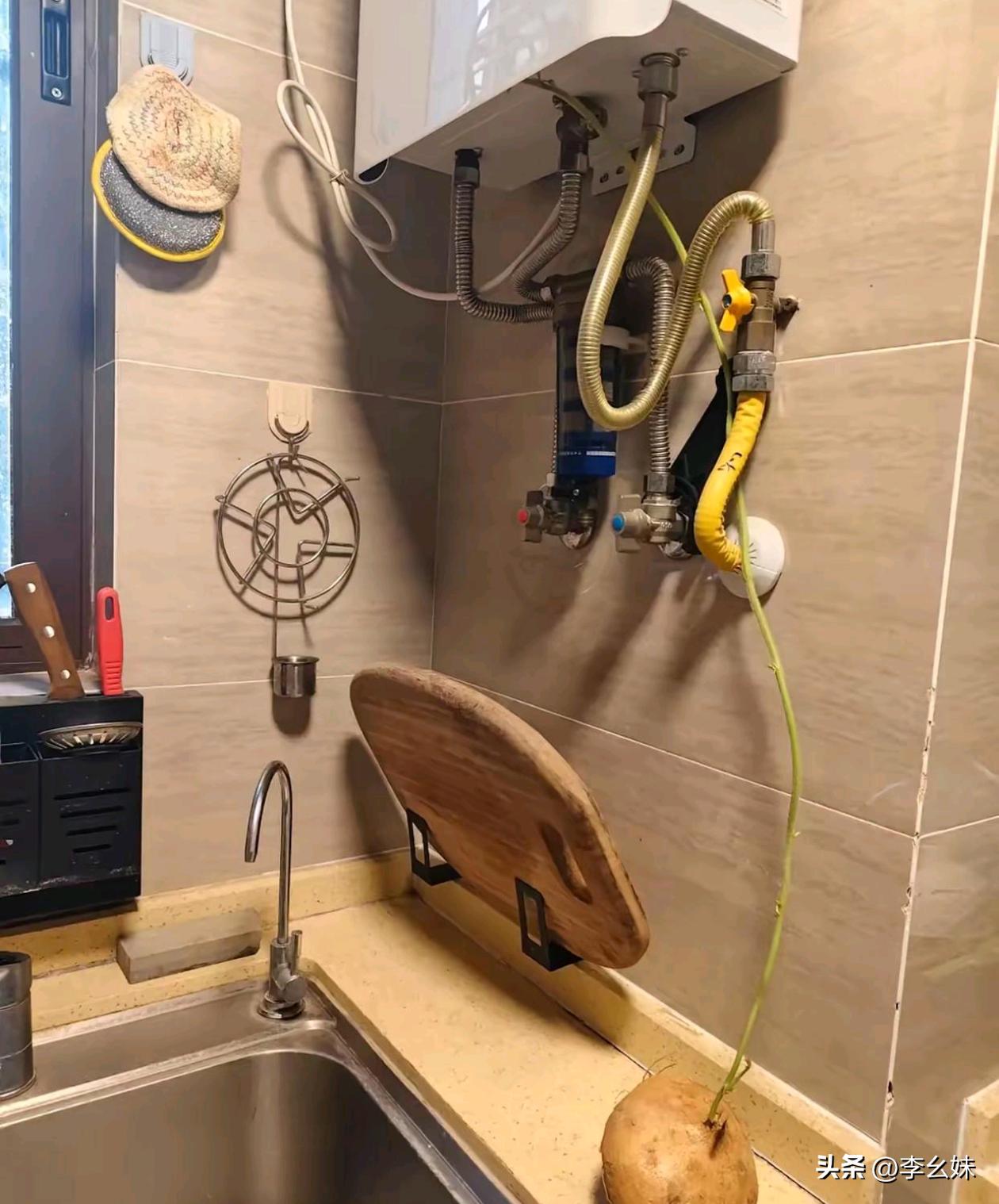 这土豆都发这么长的芽了，种花盆里能活吗？