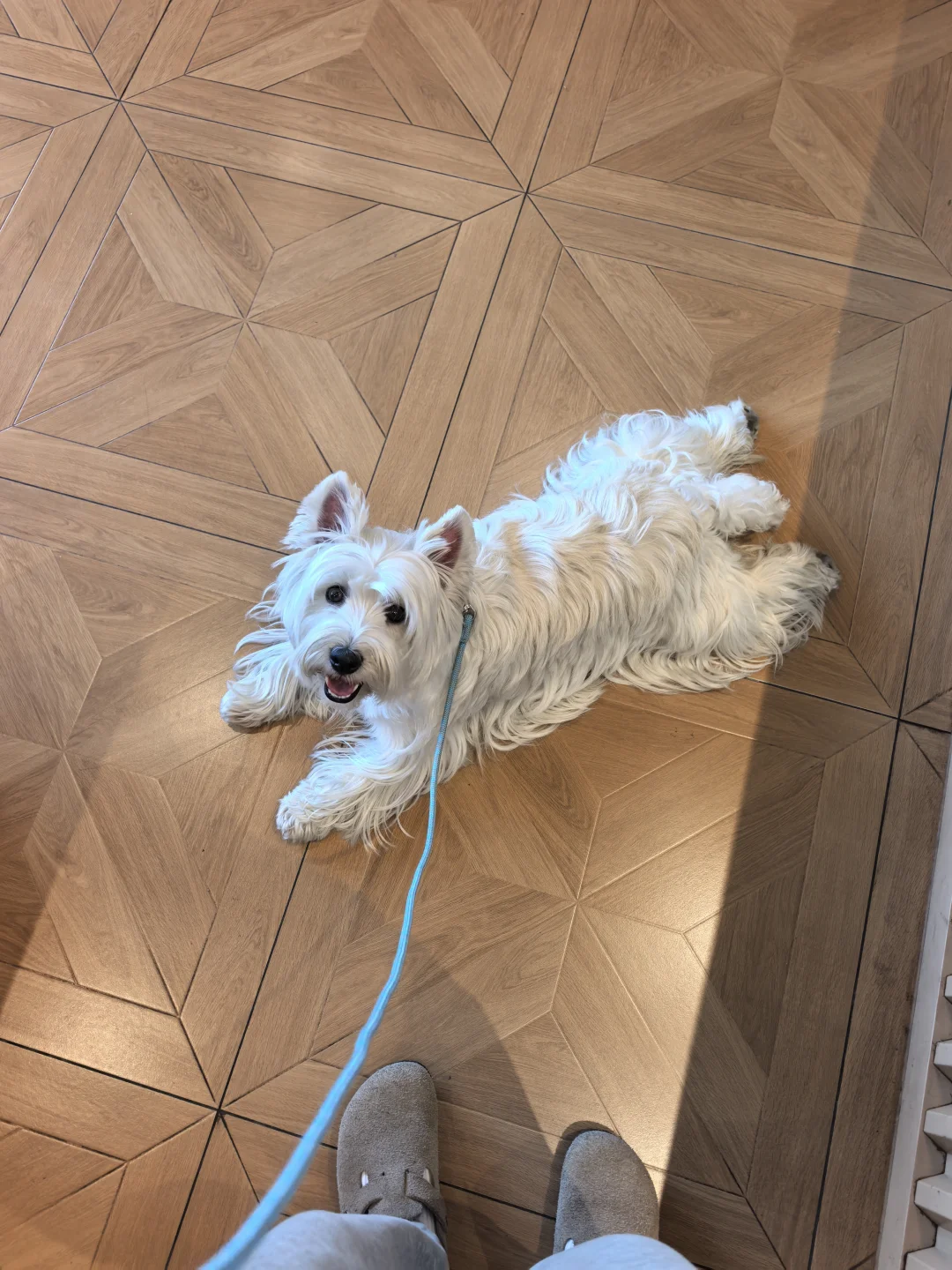 是哪个小狗还在陪大人加班呀？