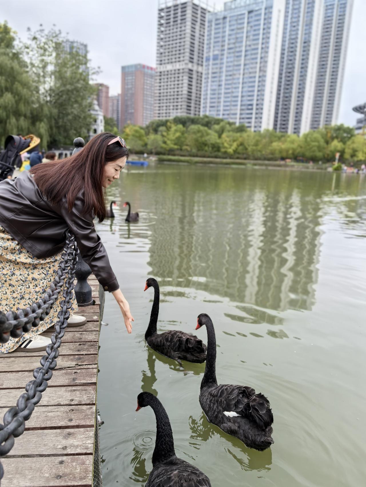 黑天鹅，城市文明的“动态美”

昨天下午，和好朋友去逛襄阳紫贞公园，被一群黑天鹅
