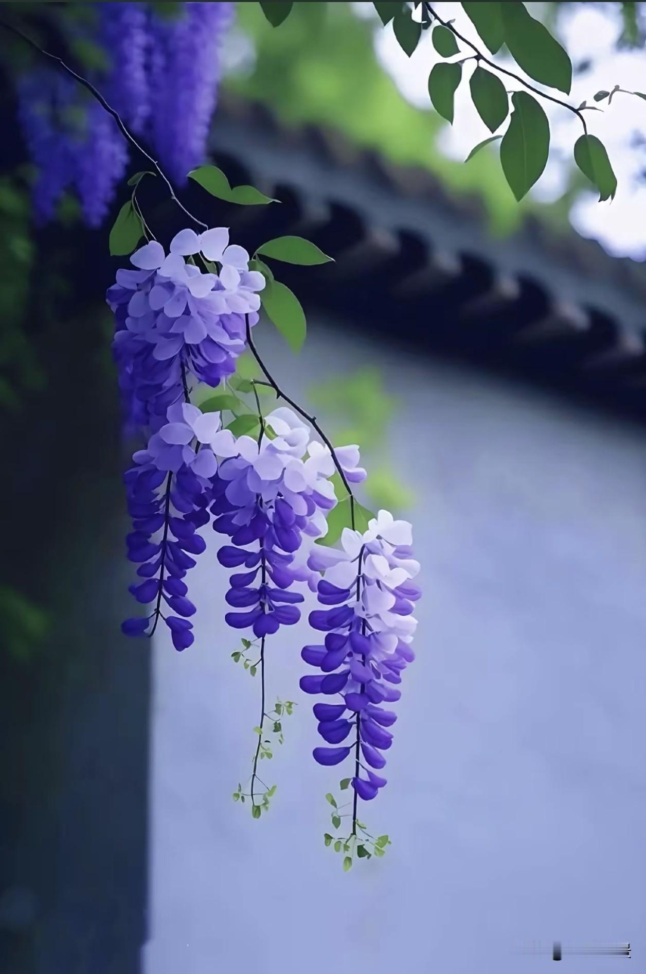 紫藤花的藤蔓会顺着支架，穿过风雨，向上生长。哪怕过程曲折，它也从未停下脚步。人生