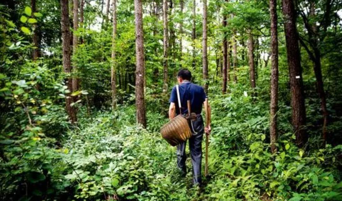 浙江深山里发现大量黄金，洞口附近还有人骨，专家：不是古墓？
浙江的一个废弃矿洞里