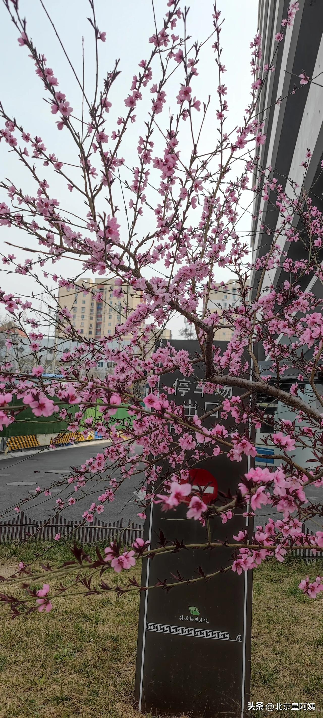 桃花必须是春天开的呀！一说春天到来，马上就想到桃花开了。