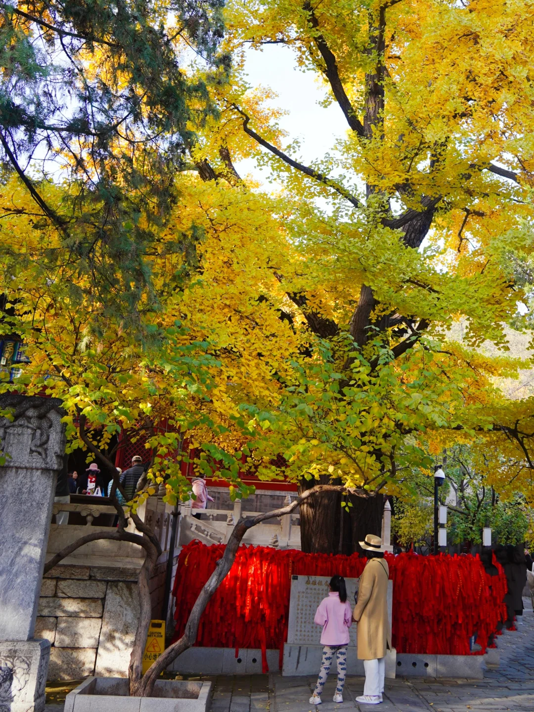 10.27红螺寺千年银杏正黄，竟是宝藏遛娃地