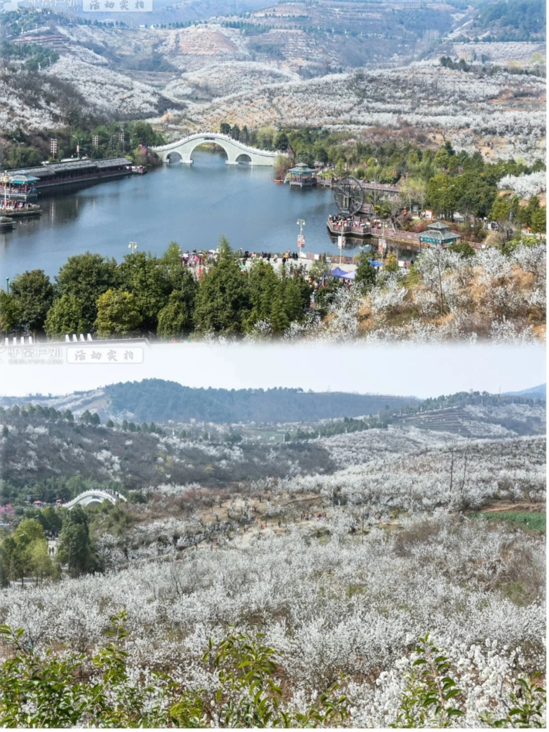 西安出发| 这片万亩樱桃花海，已经开爆❗️