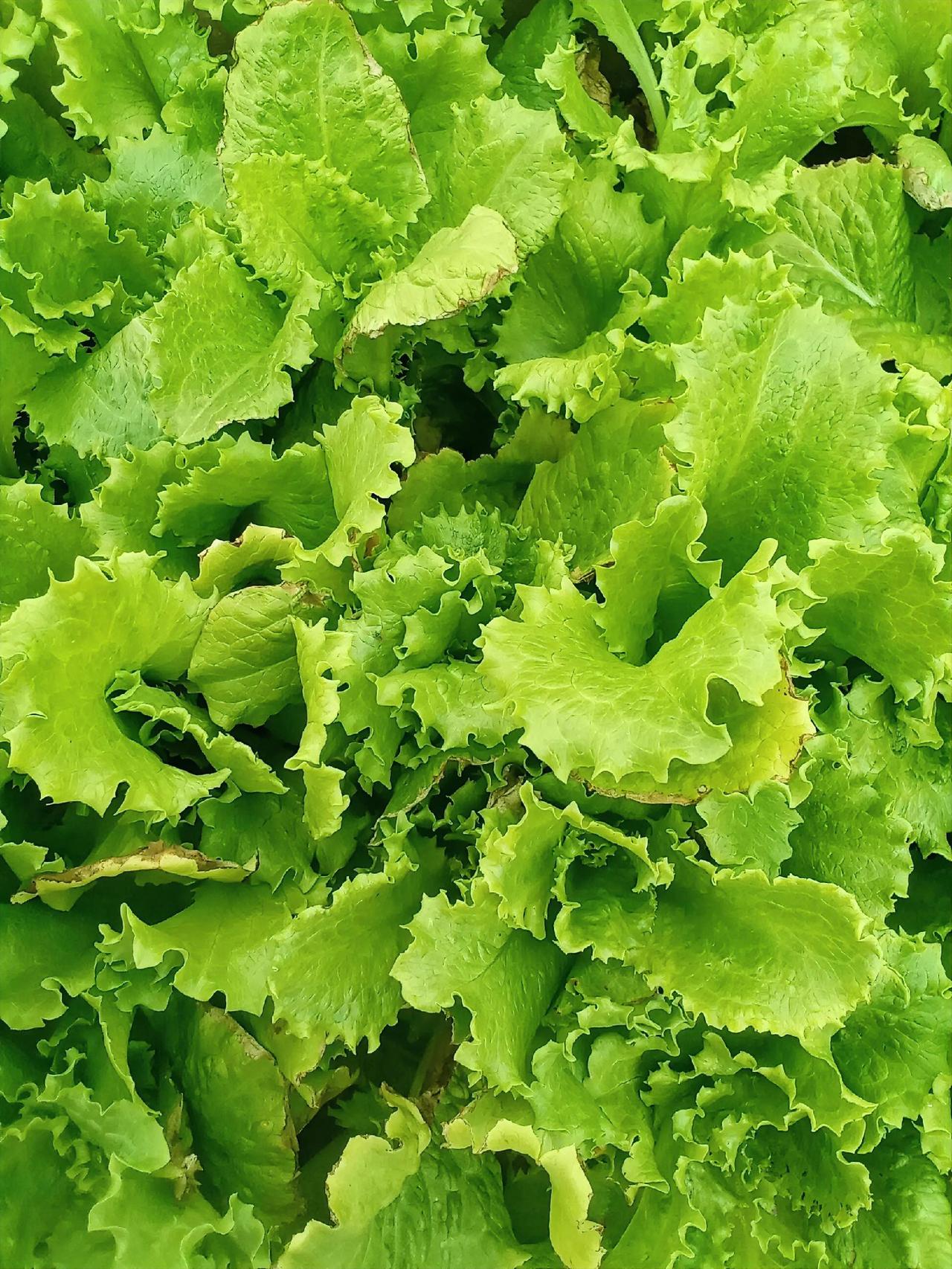 看着这丛鲜嫩的生菜，我最感慨的是它“顺势生长”的智慧。叶片没有刻意追求整齐划一，