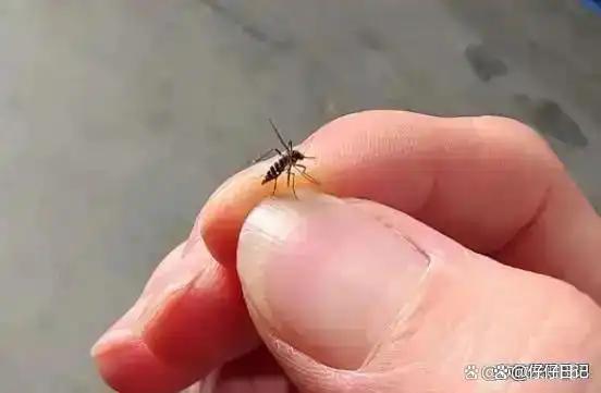 蚊子的能耐不容小觑
       蚊子虽小，能耐却不容小觑。在320立方米空间内