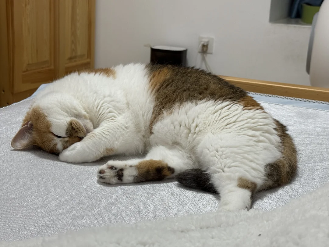 怎么有只小猫睡觉爱乱动