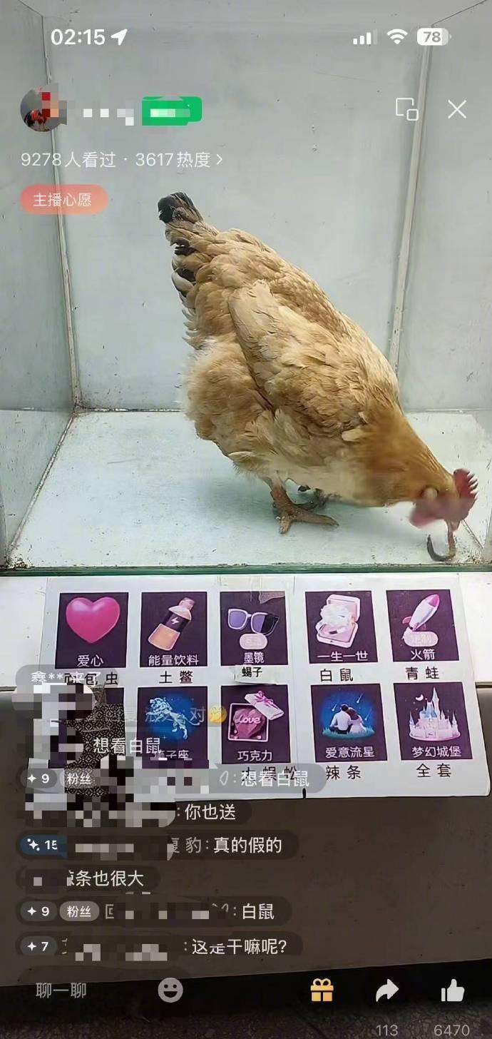 【直播间打赏千元给鸡投喂活老鼠】鸡吃老鼠青蛙直播间引虐待争议近日，有网友反映，部
