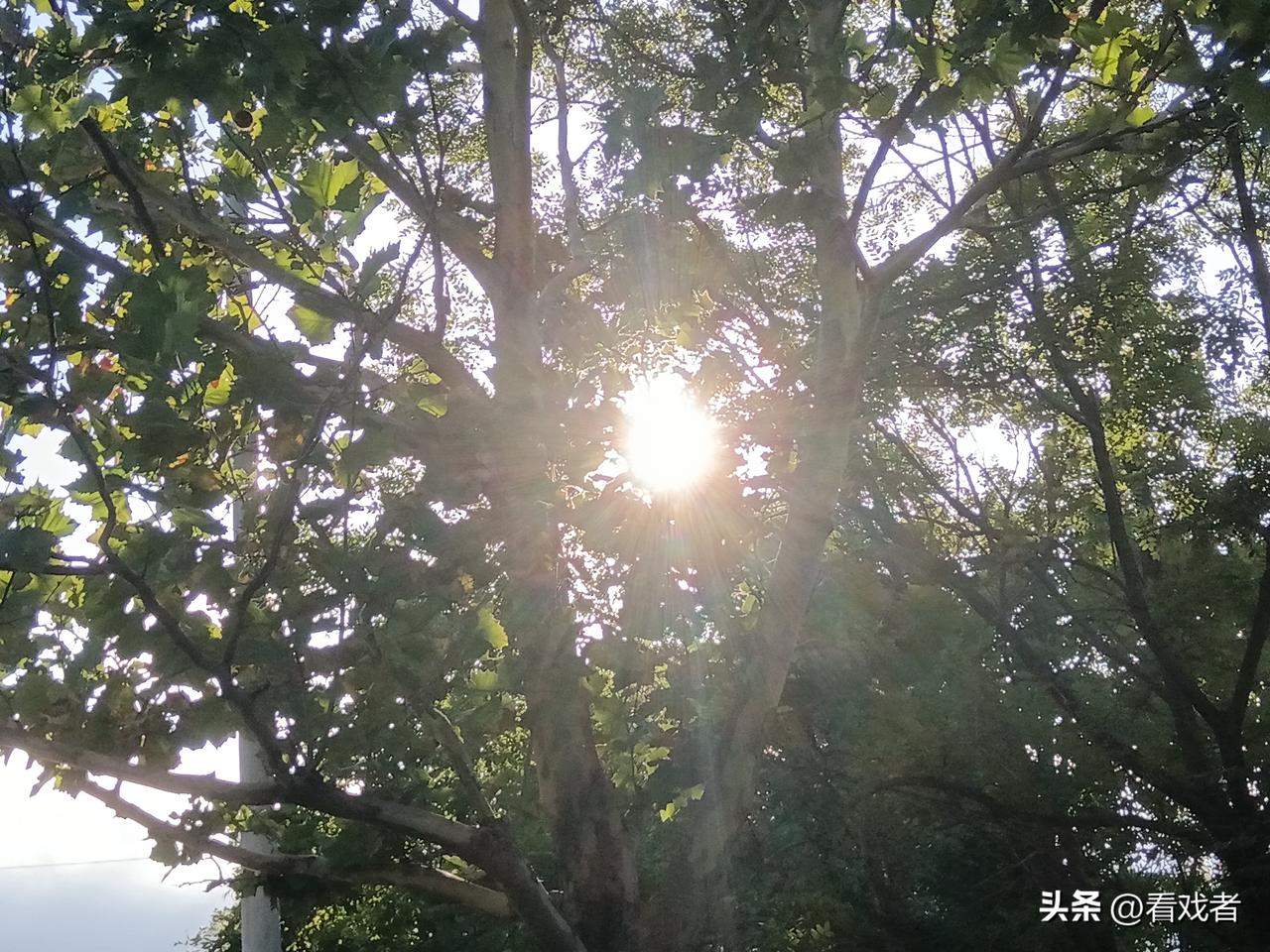 随风慢慢走几步，送走了炎热，迎来了立秋。烦恼却随烈日去，清心寡欲最轻松。夏日的风