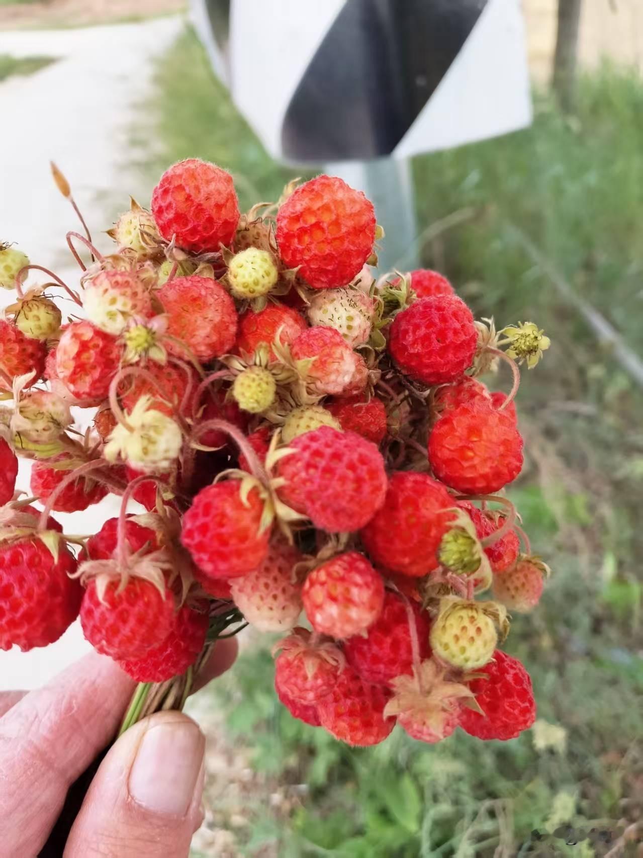 甘肃大山里的野生草莓，我们土话叫作“萍”小时候夏季暑假放牛羊的时候，漫山遍野的都