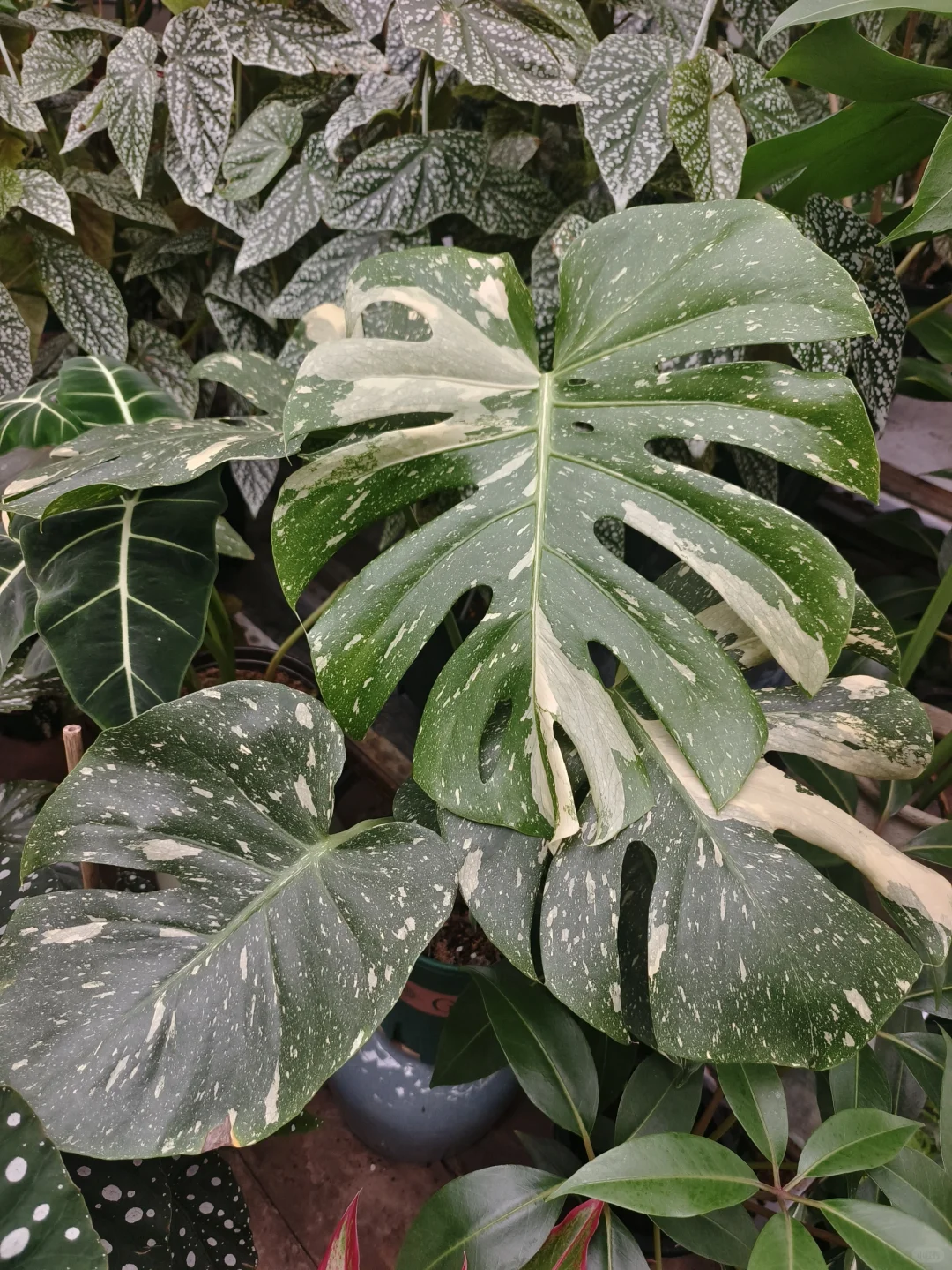 洒金龟背竹🍒乌鲁木齐绿植