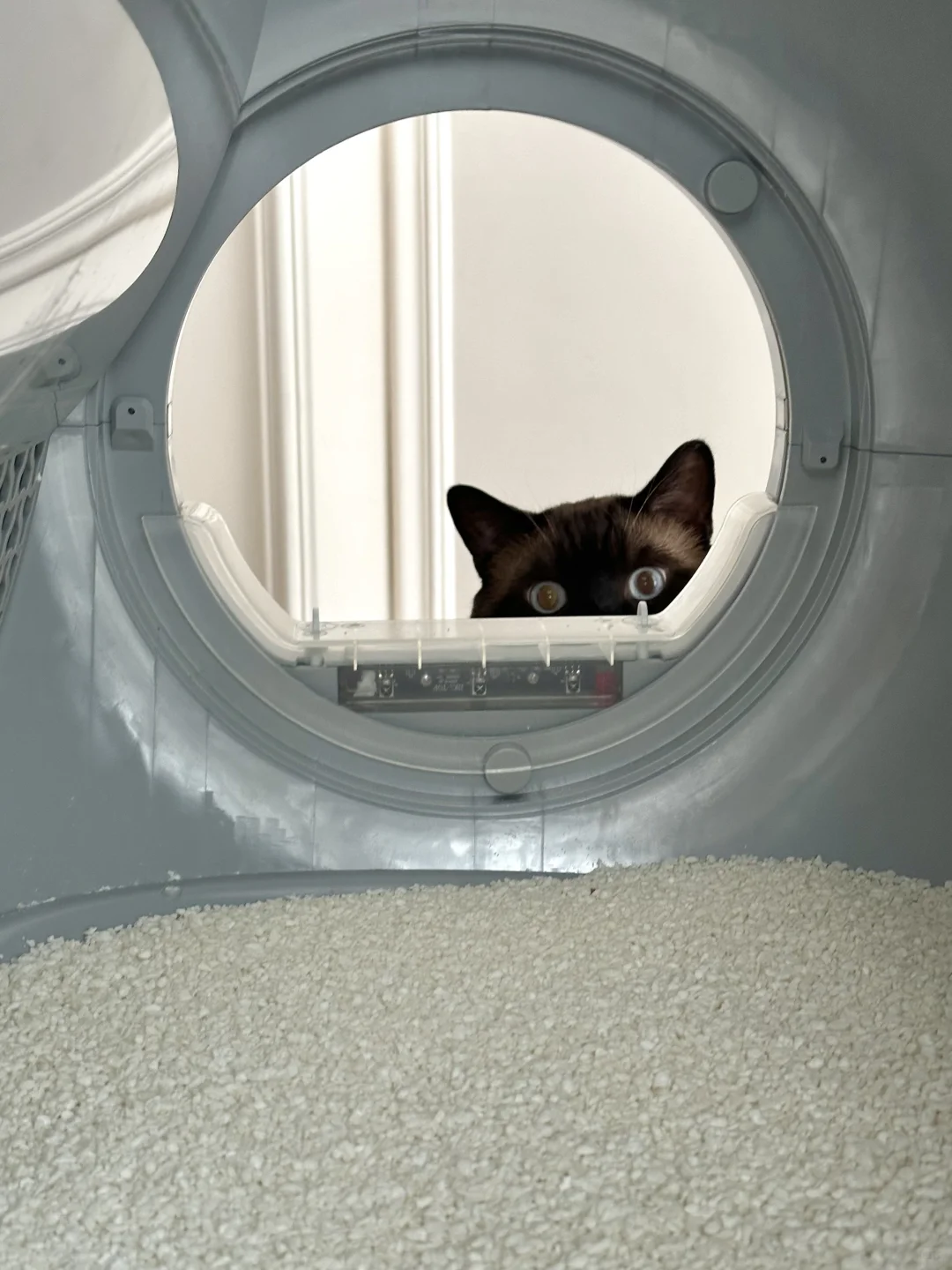 偷感很重的小黑猫（猪🐖）