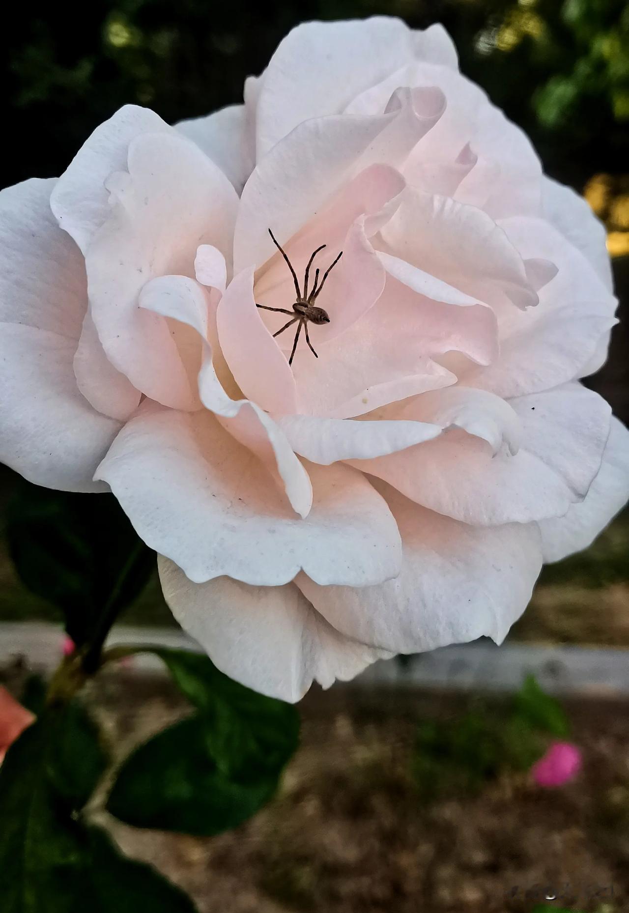 #随拍晚开的月季花#
月季花赏析（原创）
拍摄于大同市平城区御河东岸月季园