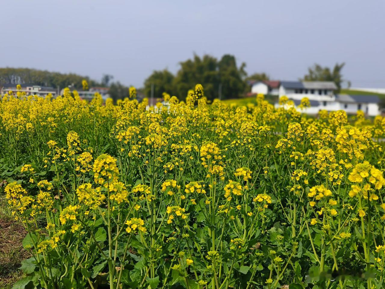 除了青龙湖，沿滩永安刘山乡也可以看油菜花哟！而且是彩色的[憨笑][憨笑]……不过