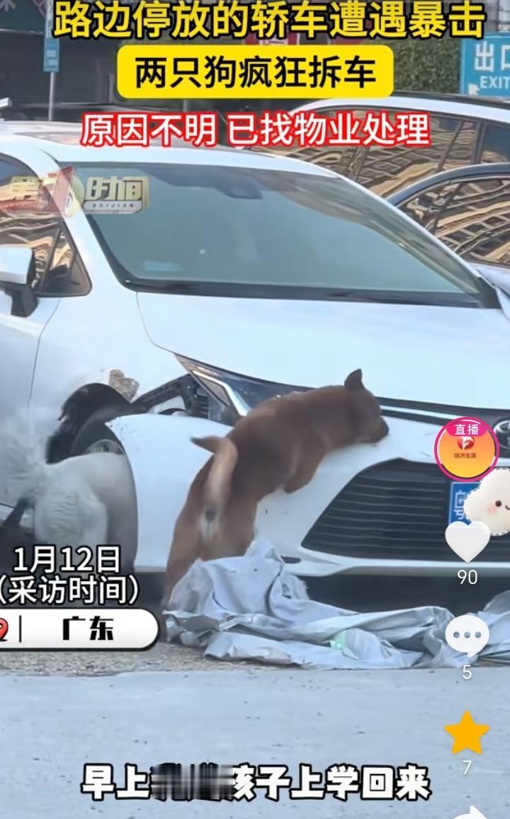 车被狗给拆了？广东，一女子早上送孩子去上学回来发现了让她惊讶的一幕，她看到了两只
