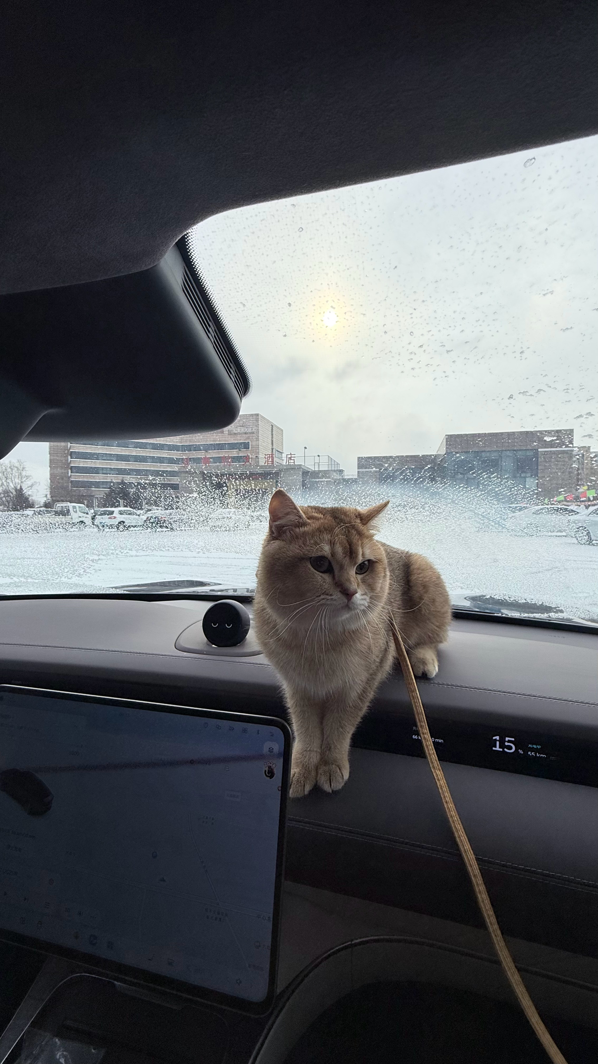 带着猫鱼猪羊鸡回京了 兴安