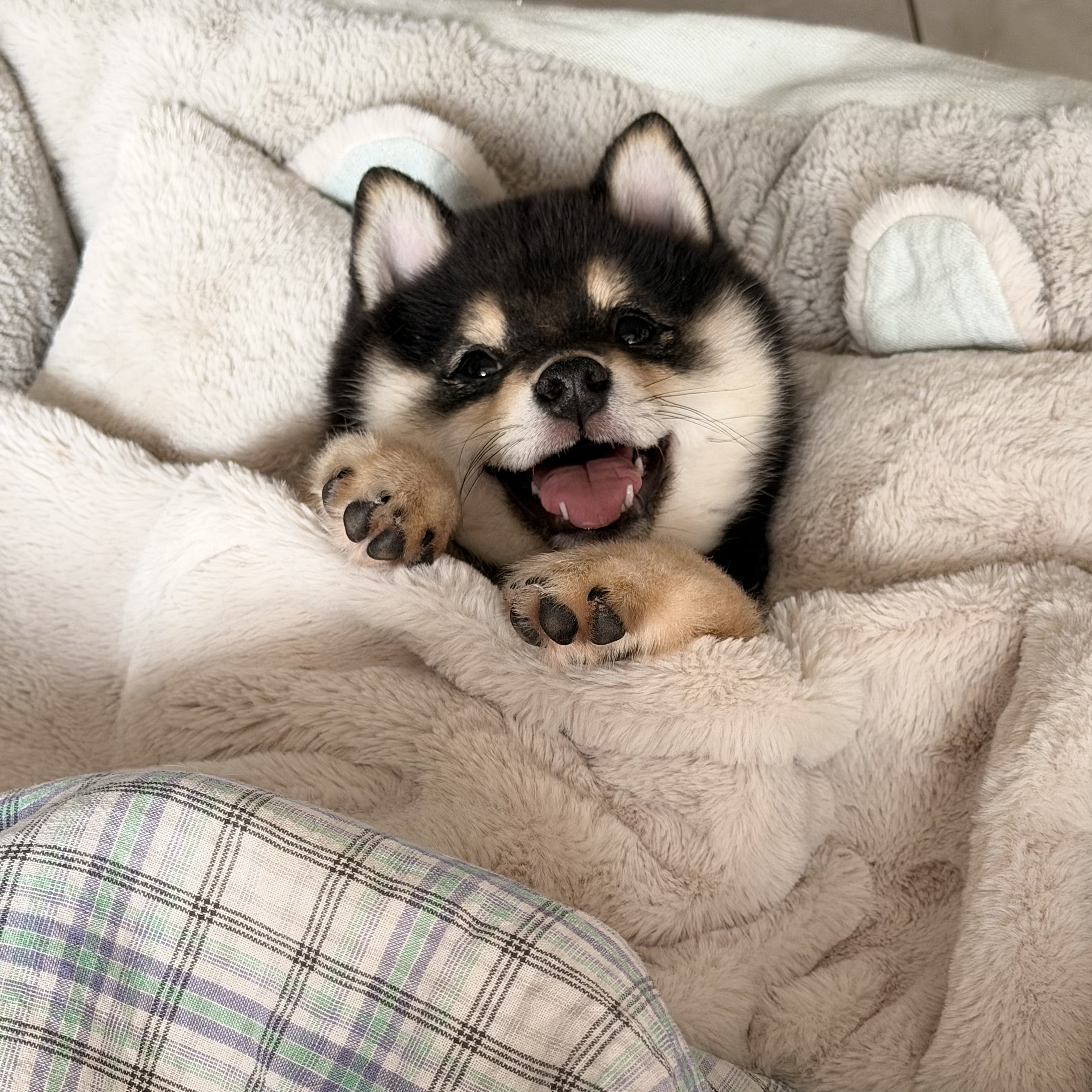 给我萌的不行！！！ 