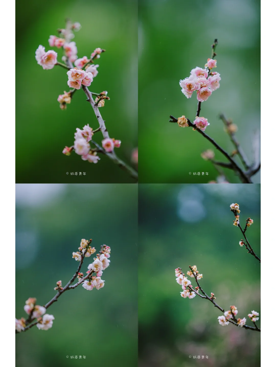 深圳梅园|一定不要错过的冬季赏梅打卡地