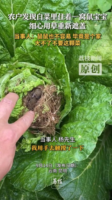 “解释不清了！”9月13日，云南昆明，一男子在自家菜地里打农药，发现一棵白菜中间