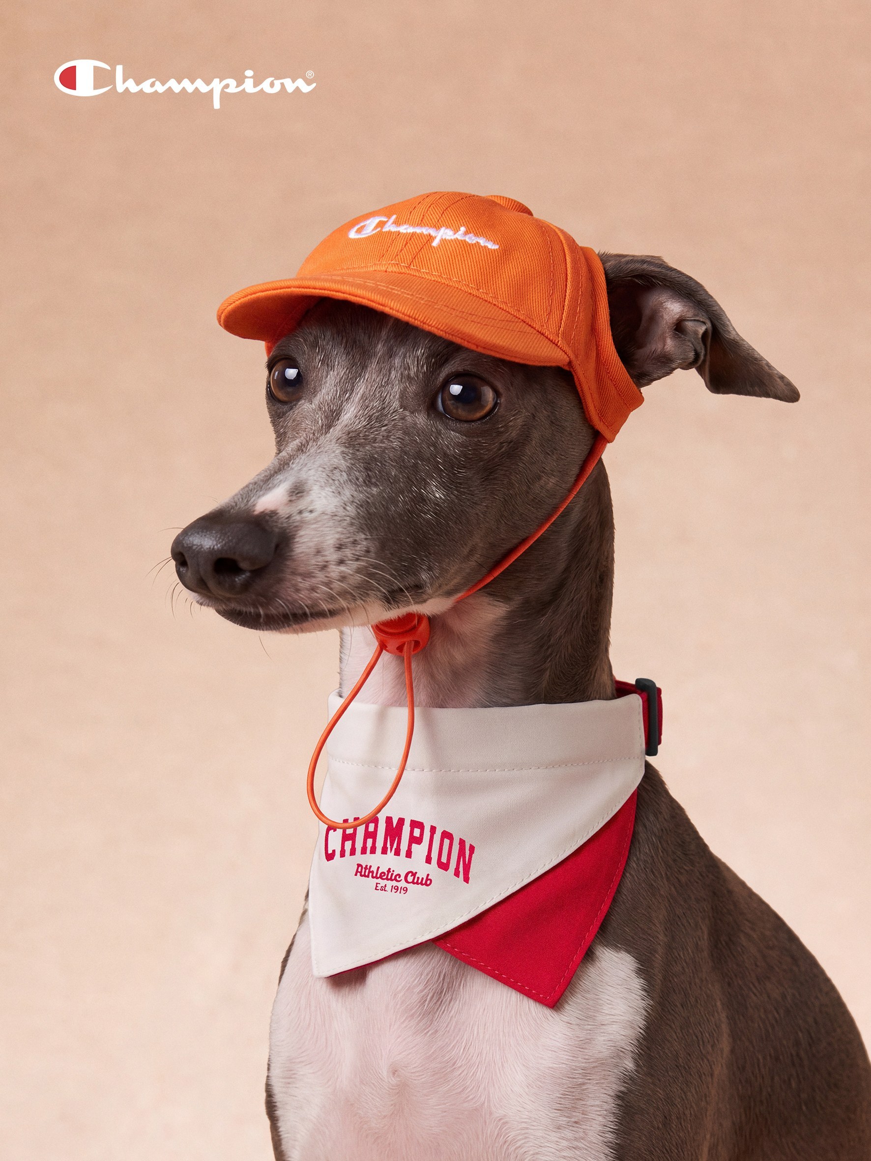 Champion 冠军推出首个宠物系列「Champion 宠物俱乐部」。系列围绕