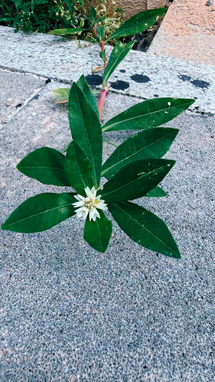 形似小莲子的野草｜空心莲子草路边随处生长，细碎小花自成风景。