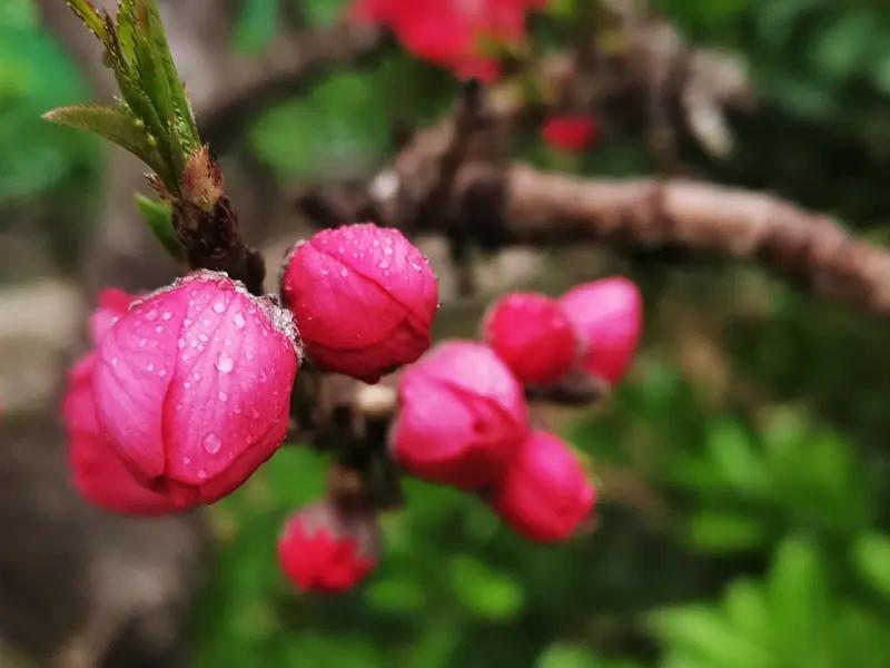 上联:细雨润红千桃树，诚邀对下联飞雪吻香万枝梅。