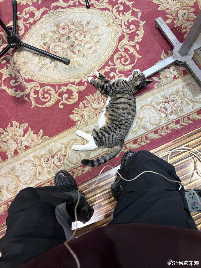 易烊千玺拍小猫  易烊千玺拍小猫，好可爱，原来易烊千玺视角下的腿这么长，相机都装