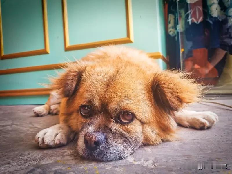 动物有灵性的事儿真不少。我刷到过有人家猫救了低血糖老人，评论区几百条都是动物灵性