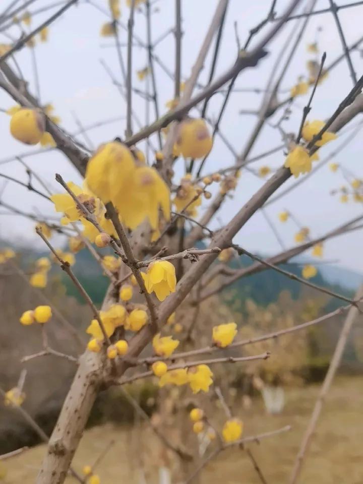 腊梅花儿开，尽管是“三九”天气，是否听到了春之声？
