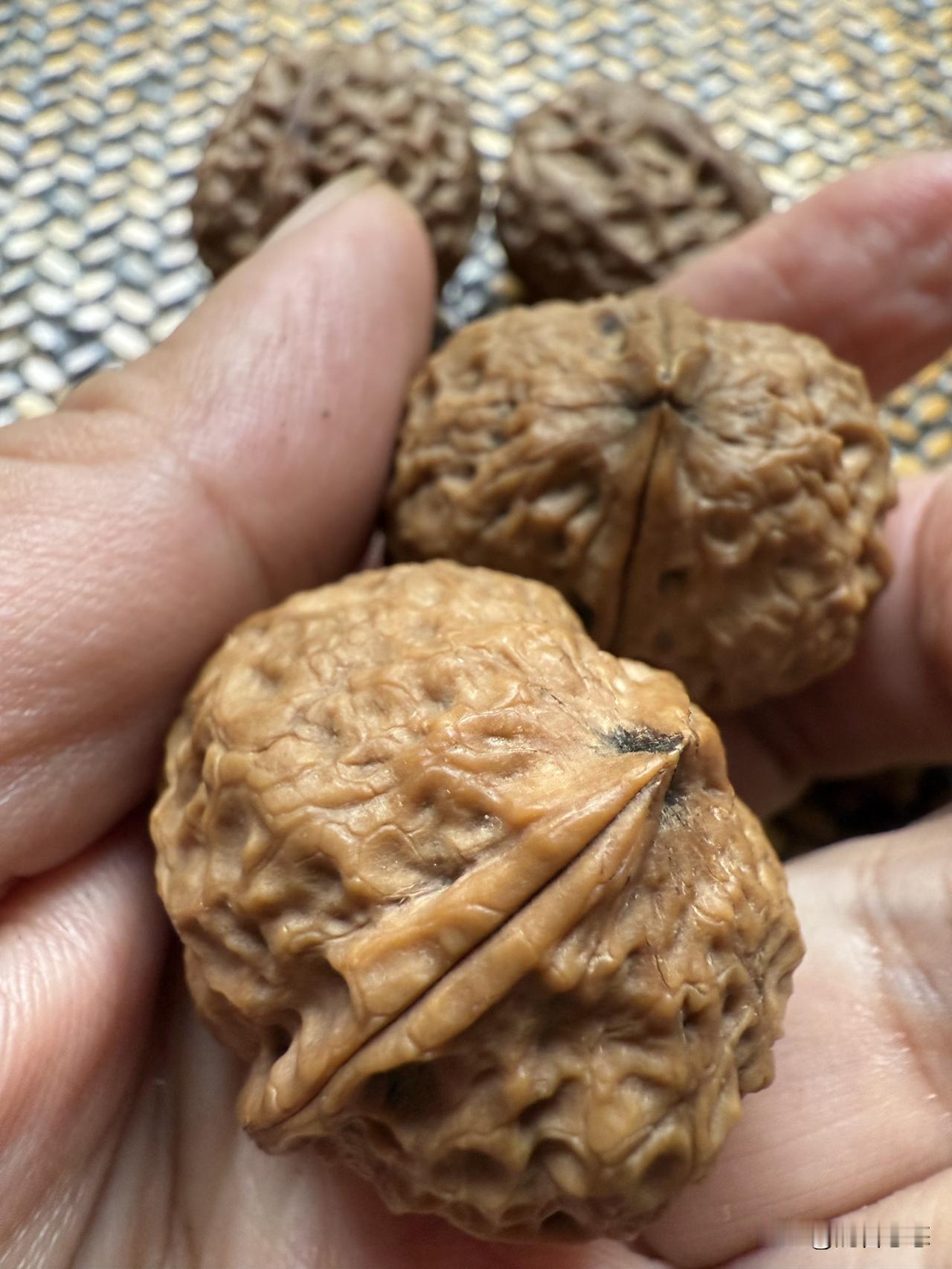 非常硬核的铁核桃。种类不详。
大家看我之前的记录文字就知道，我一般不讲故事，不太