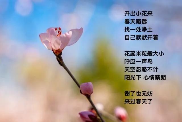 蓓蕾打开了叫花朵
轻盈  四月主题词
默念一遍 微风拂面
光阴跟着软起来
．
慢